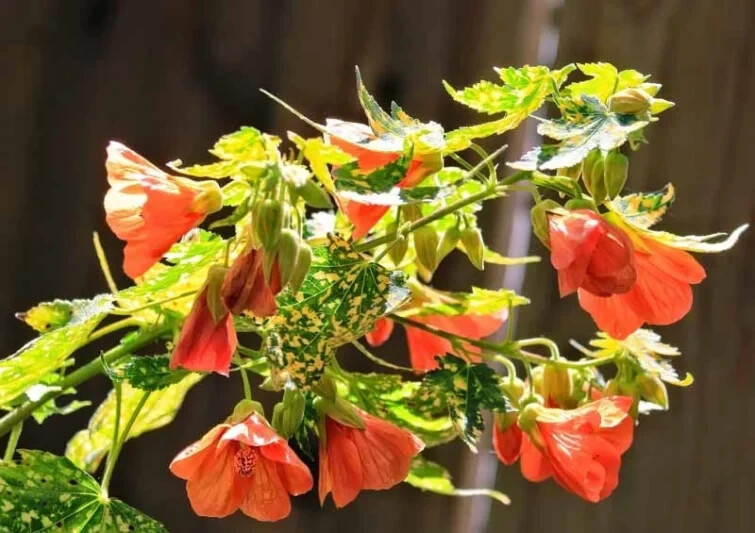 Thompsonii Variegated Peach Abutilon Flowering Maple SMALL ROOTE STARTER Plant