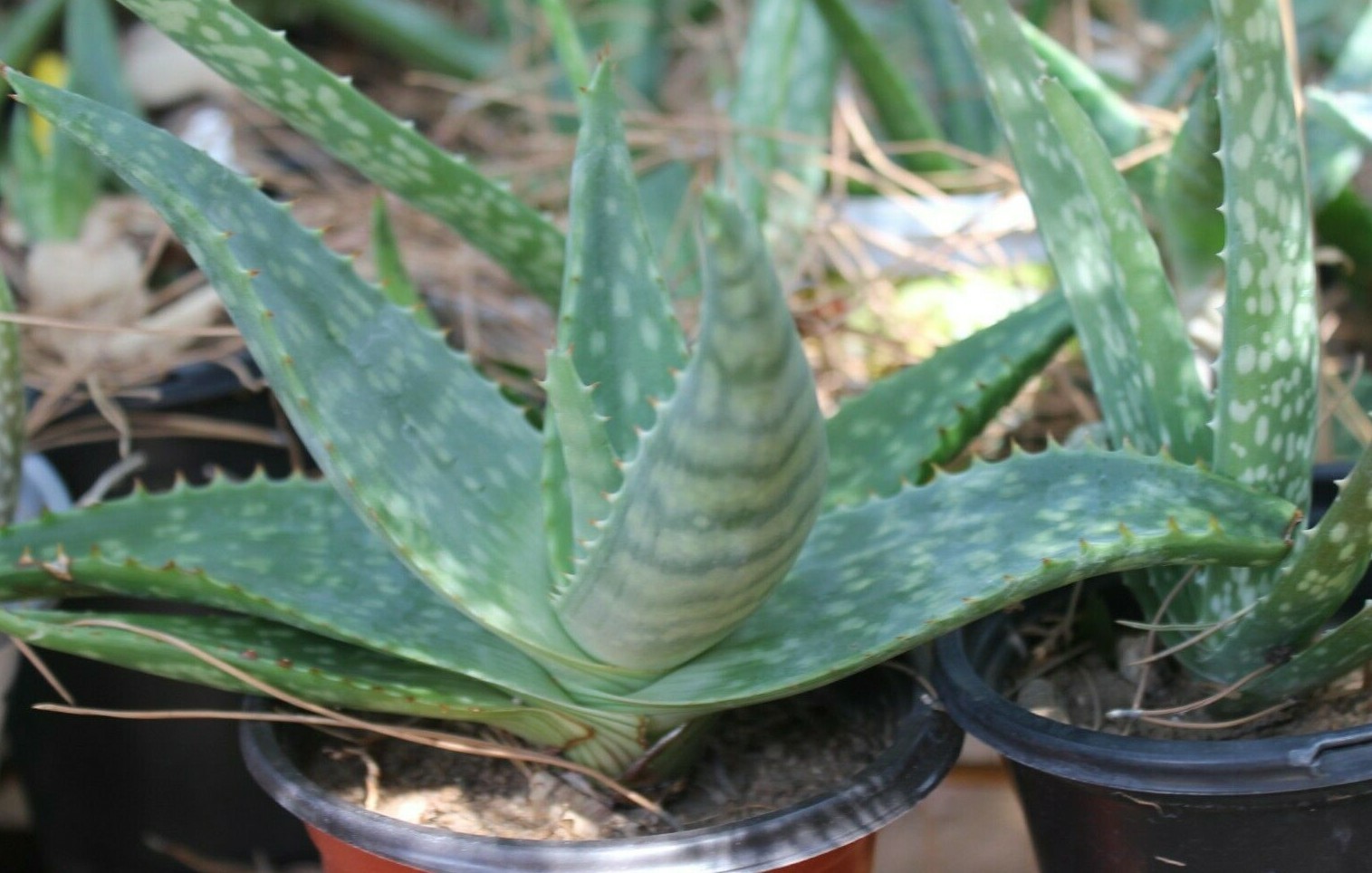 ALOE VERA BARBADENIS 4 TO 15 INCHES WITH ROOT LIVE PLANT MEDICINAL PURPOSES