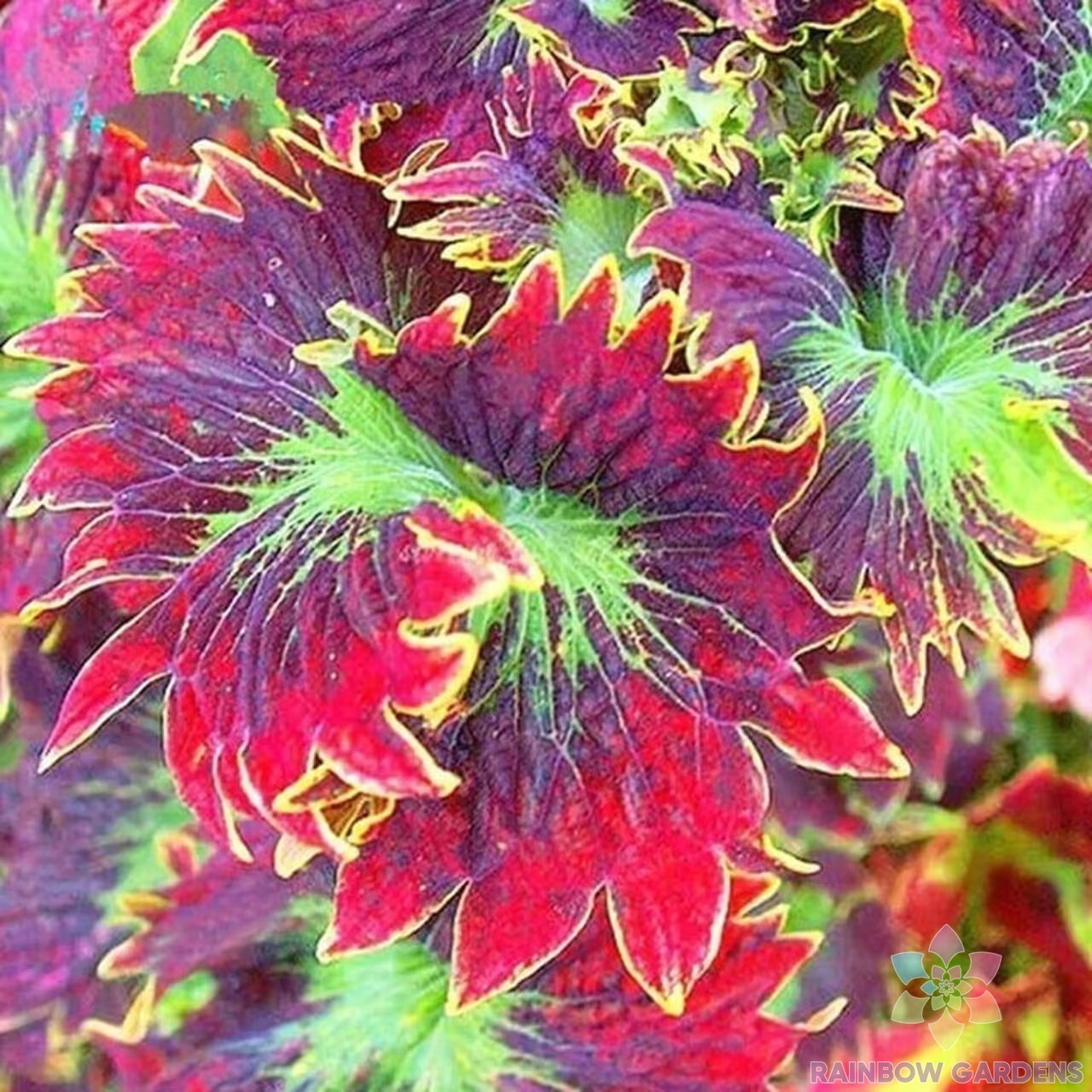 25+ Red Purple Coleus Seeds for Garden Planting – USA – FREE SHIPPING!