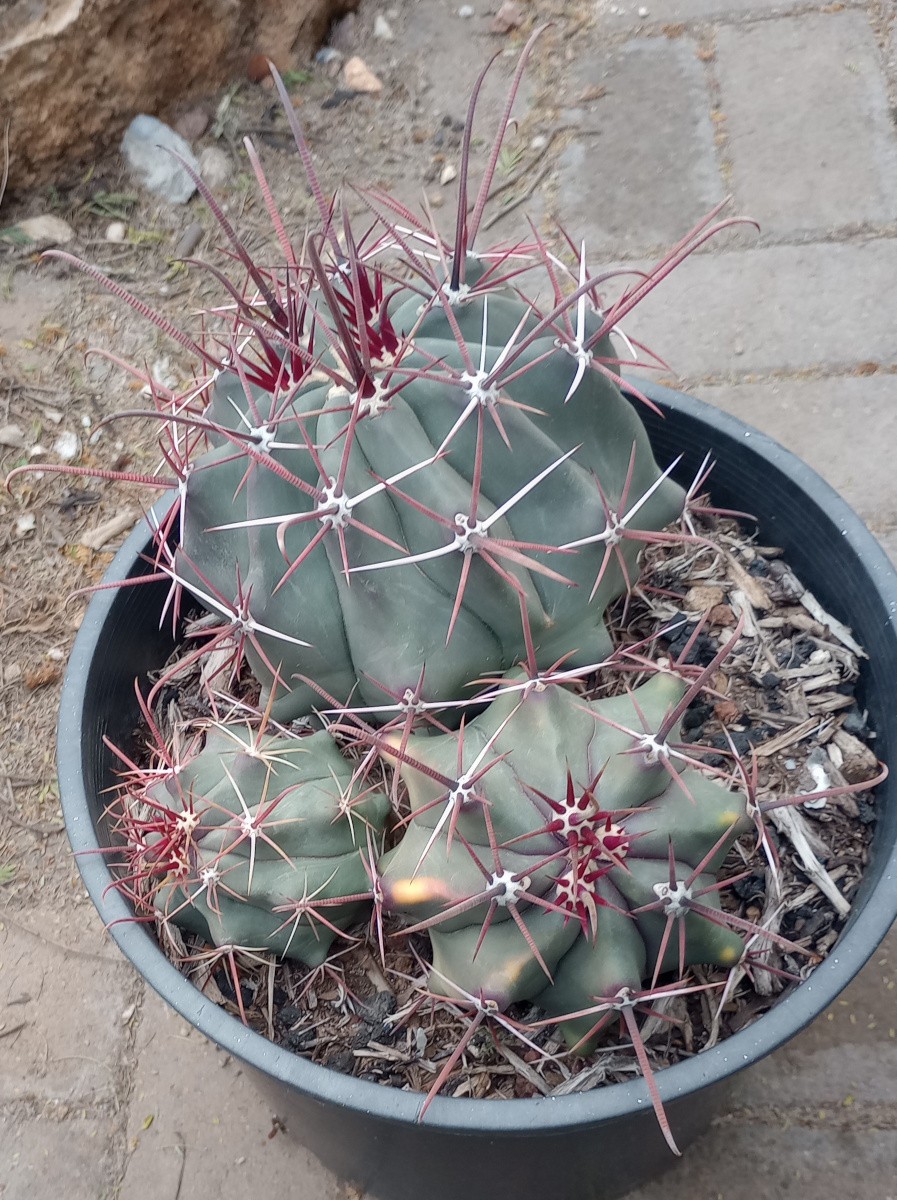 Ferocactus rectispinus x emoryi Long Red Central Spines Barrel Cactus