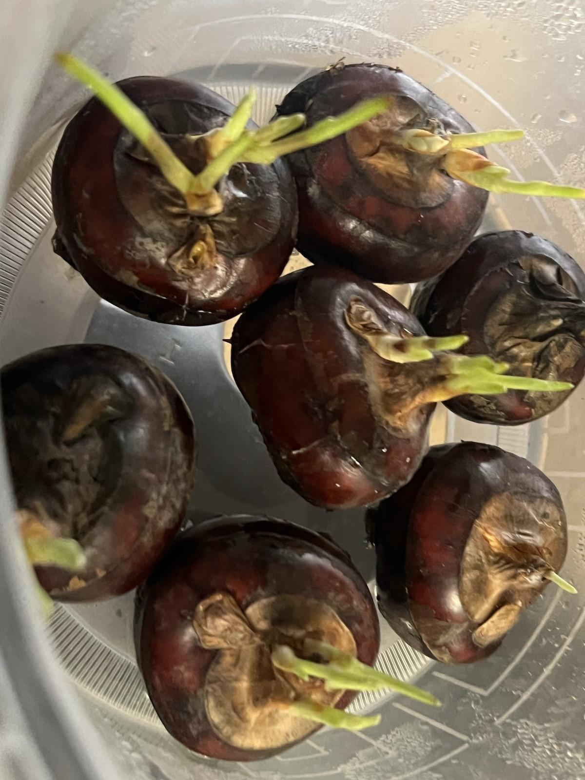 7 Pcs Live Chinese Water Chestnut Bulbs Eleocharis Dulcis Ready to Plant