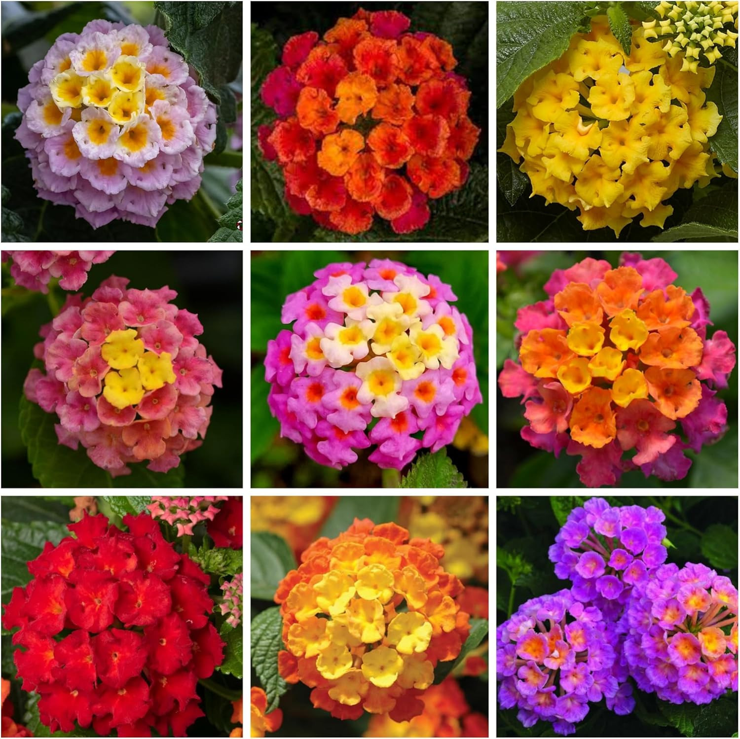 Lantana Flower Seeds for Planting – 300+ Mixed Color Flower Seeds to Plant Great