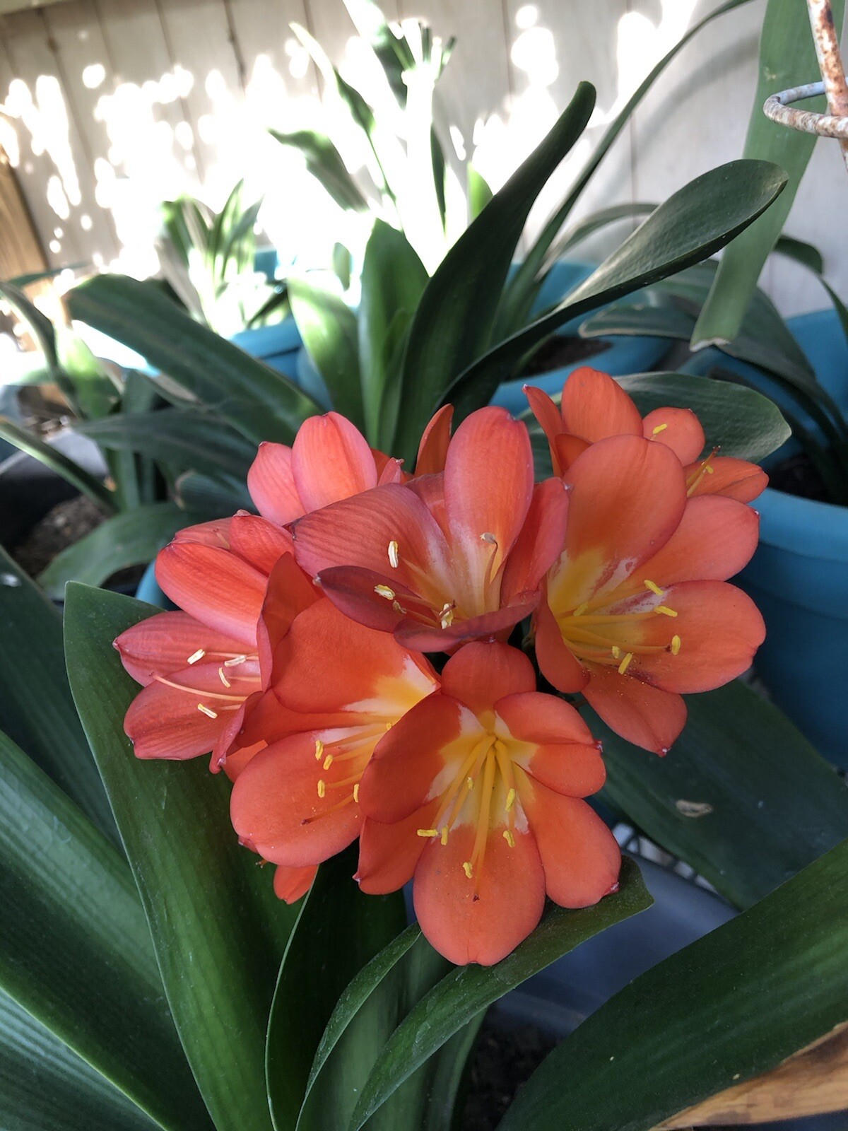 1 Clivia Miniata Bush Lily Bare Root Live Plant Orange Flowers Ready To Plant