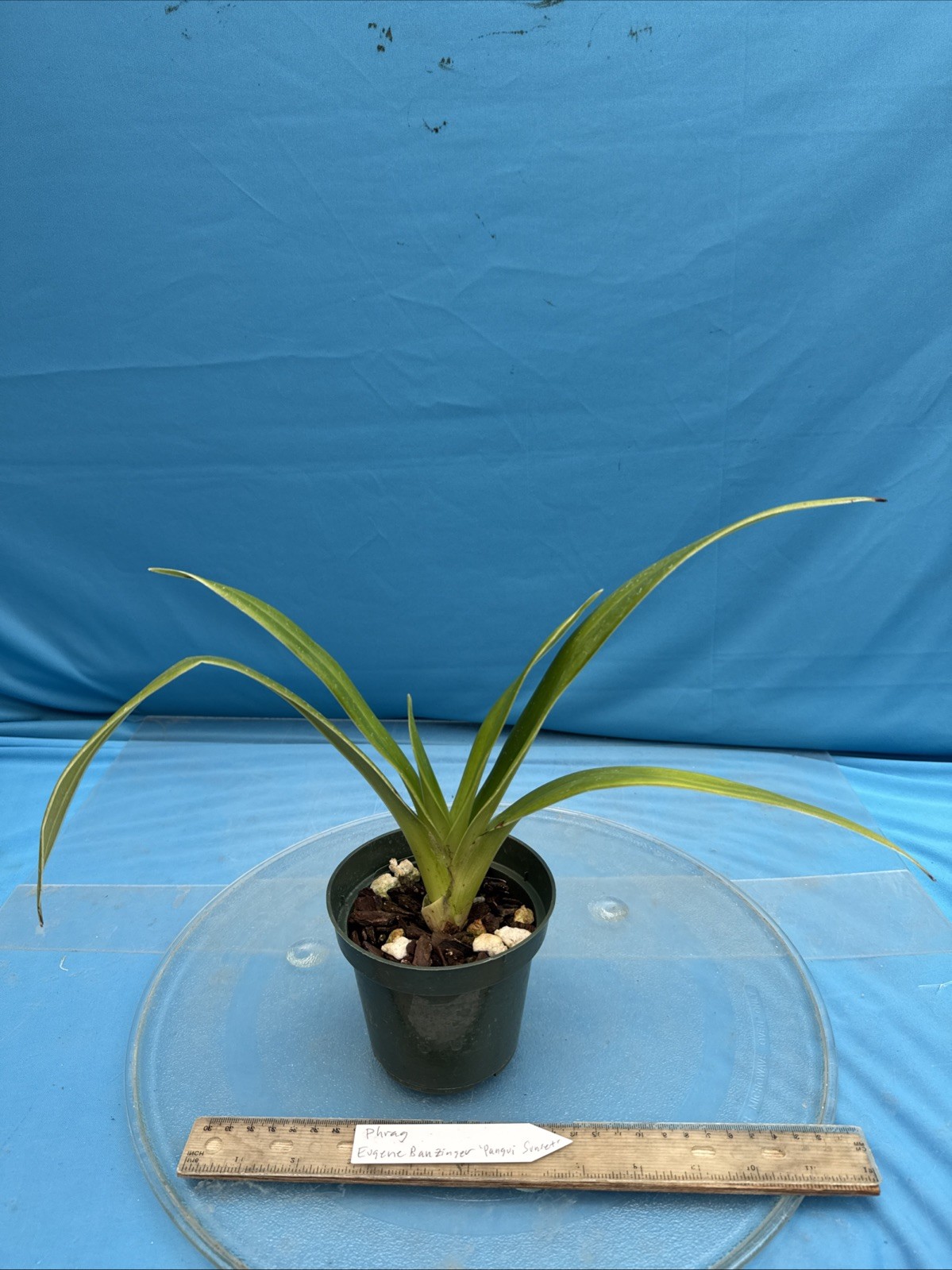 Phragmipedium Eugene Banzinger ‘Pangui Sunset’ Red Pink Orchid Hybrid 4” RePot