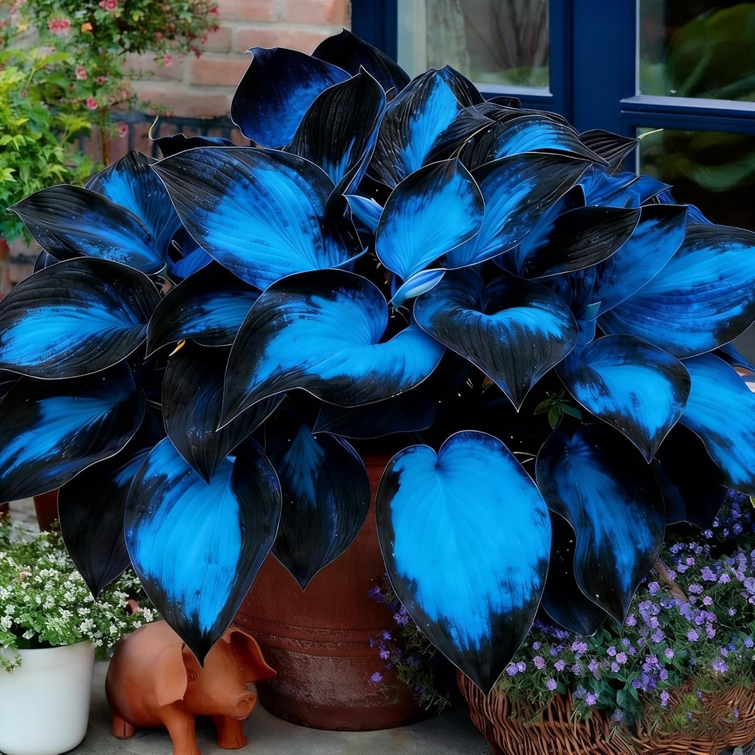 Hosta Seeds, 200+ Blue Purple Red Hosta Seeds, Multi-Use Landscaping, Perennial.
