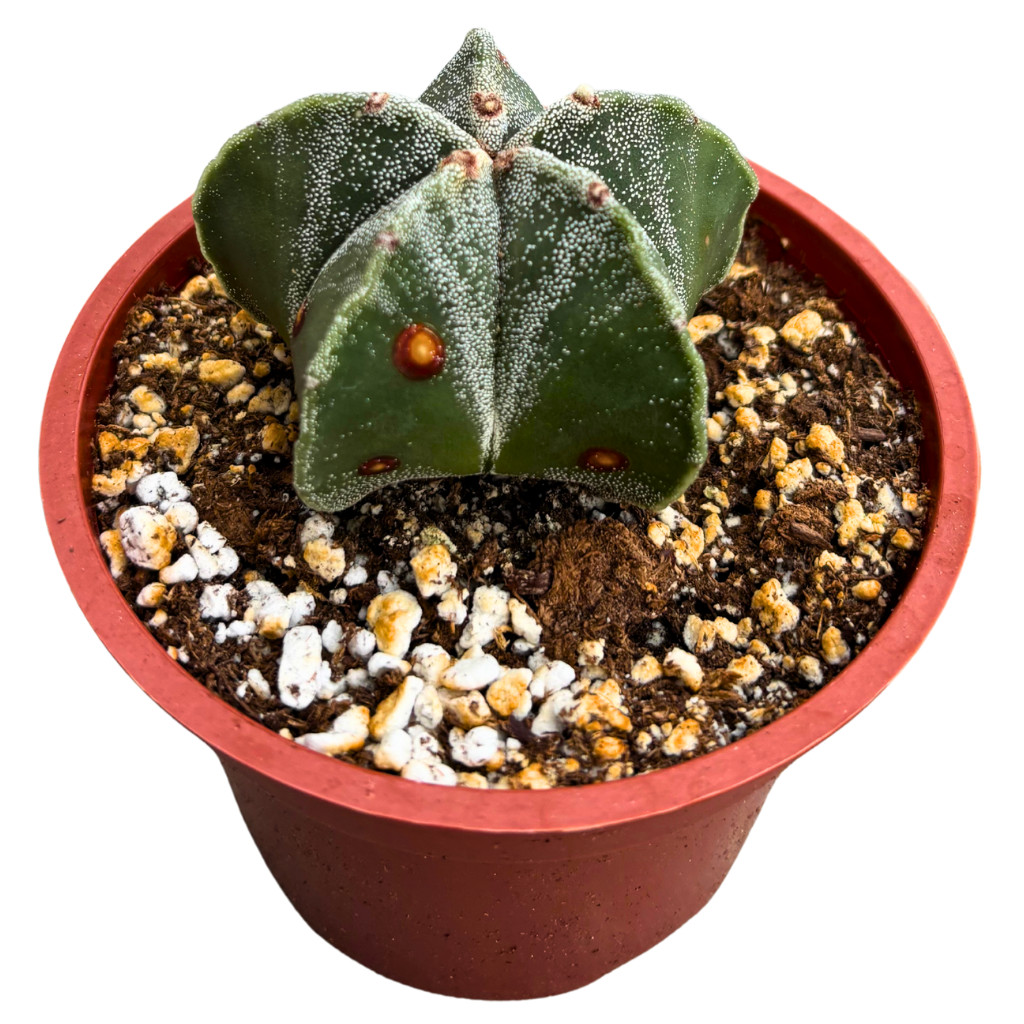 Astrophytum myriostigma – Bishop’s Cap Cactus Rare Live Plant (4″ Pot)
