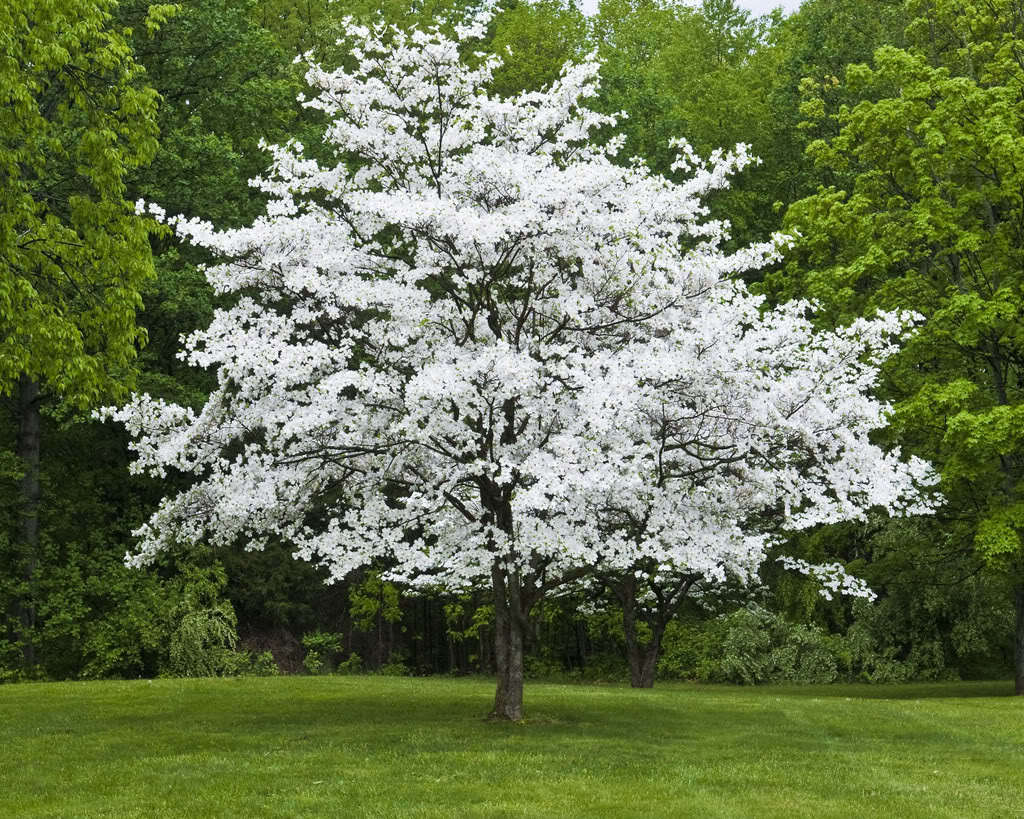 White Dogwood 4″ pot (cornus-florida)