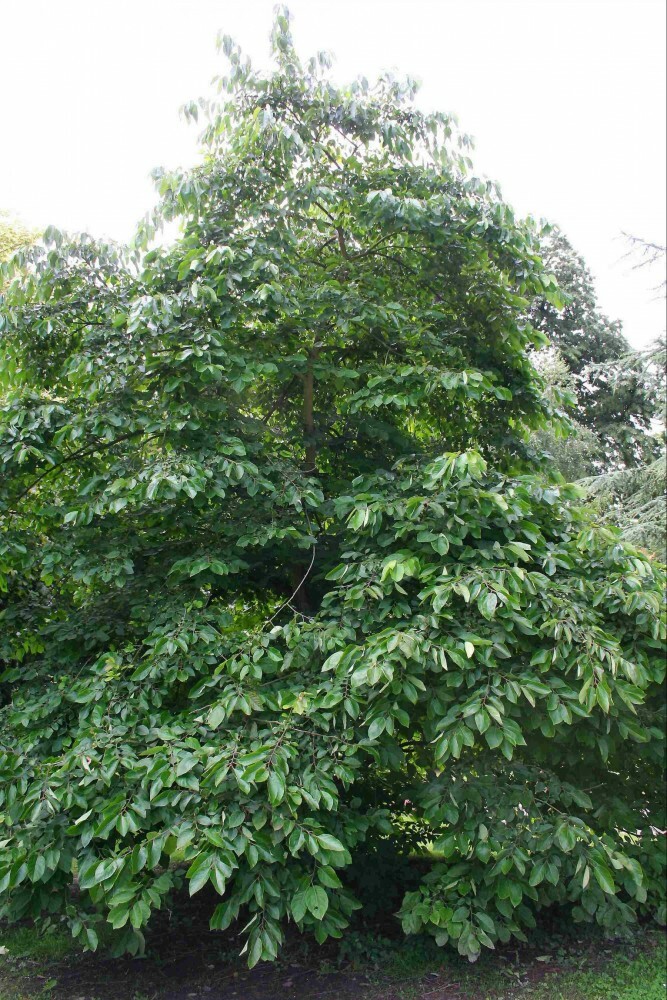 PERSIMMON Diospyros Virginiana – 10+ SEEDS