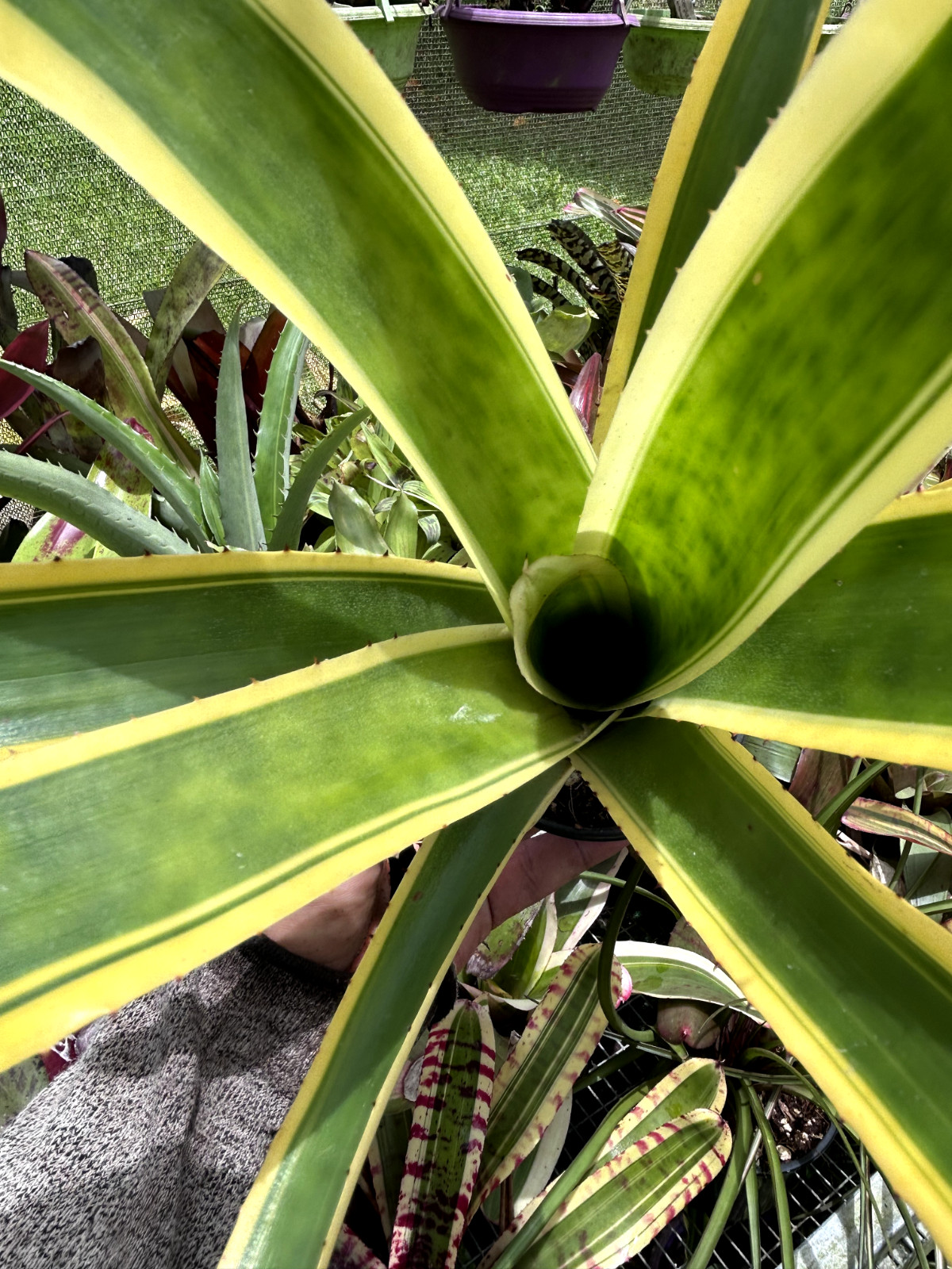 Bromeliad Sale! Aechmea nudicaulis ‘Flavormarginata’