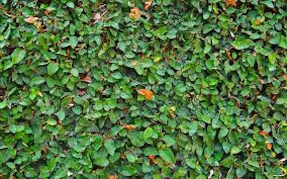 5 Creeping Fig Ficus pumila Starter Plants Vines