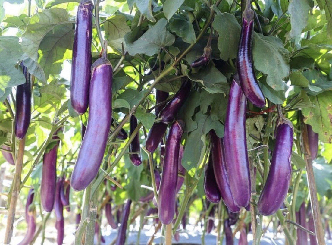 5 Packet +2FREE SEEDS Bundle | SEEDS for Planting