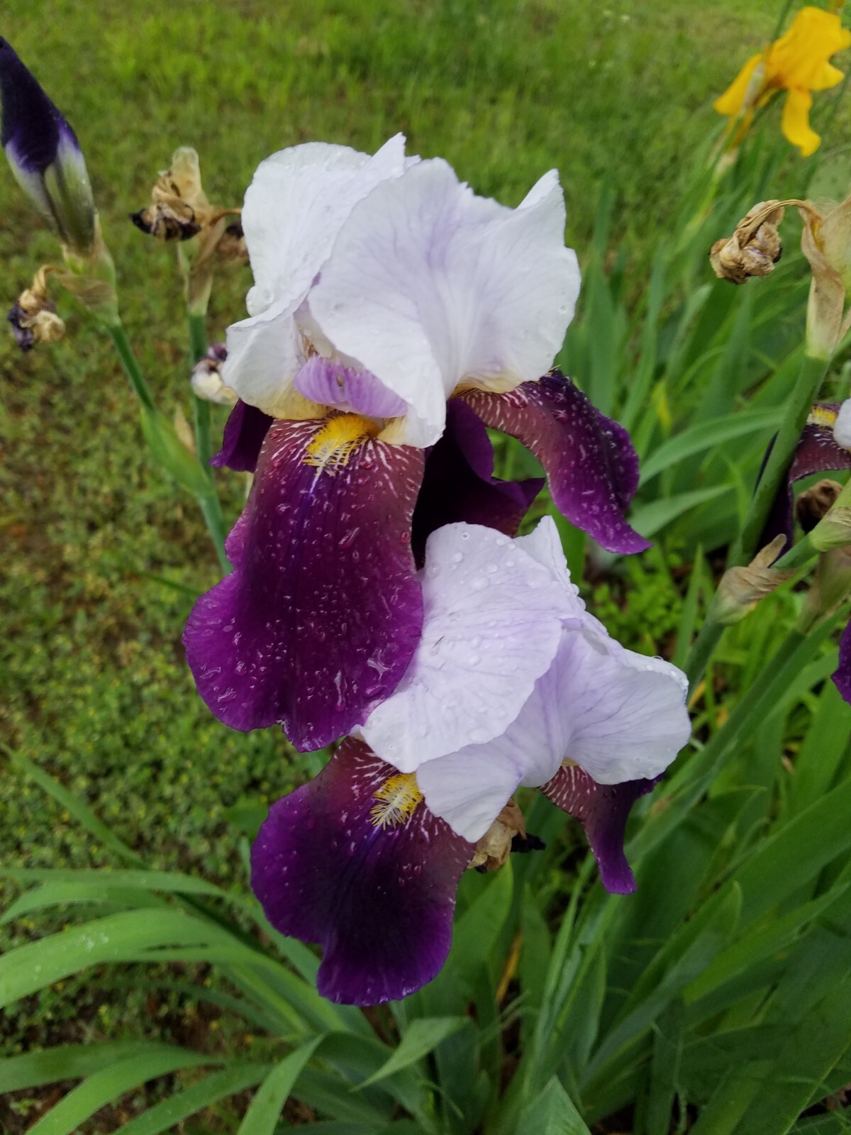 5 MIXED VARIETIES IRIS Rhizomes FREE SHIPPING
