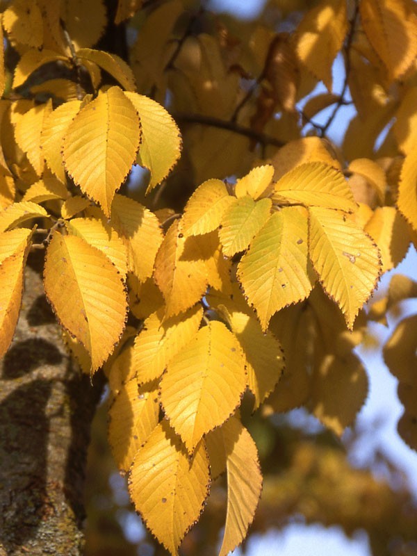 12 inches tall Ulmus hybrid ‘Patriot’ Bare root Elm Tree
