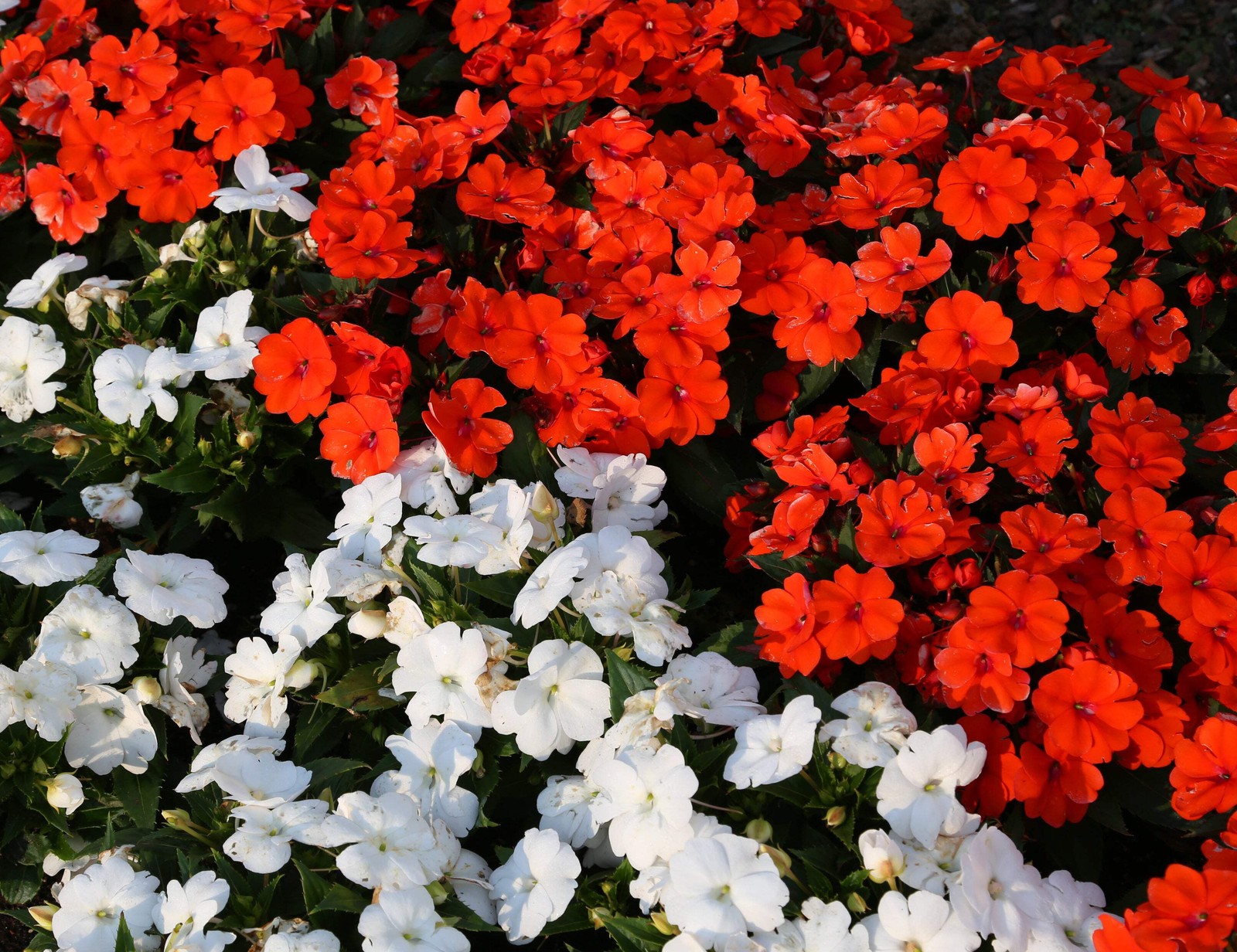 50 DWARF RED IMPATIENS Scarlet Walleriana Sun or Full Shade Flower Seeds *FlatSH