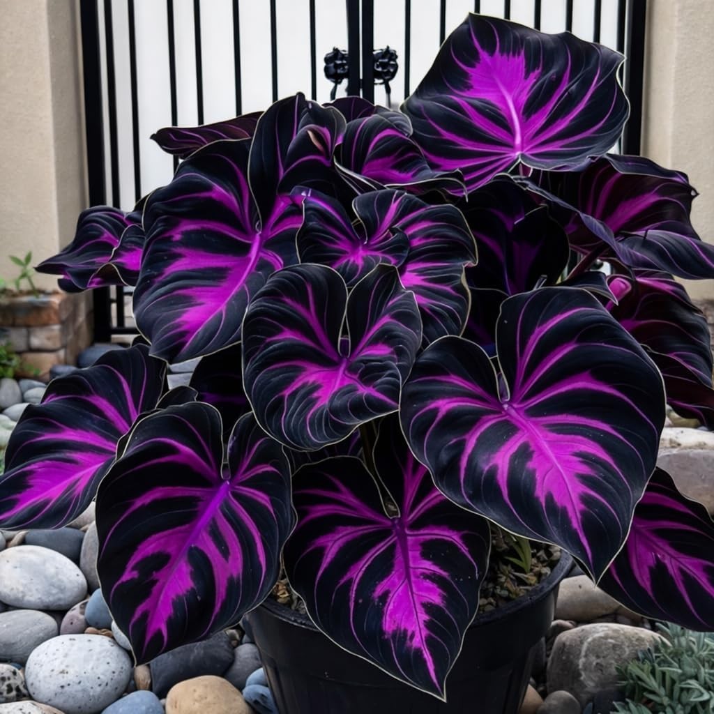 Hosta Seeds – 200 Rare Black Purple Hosta Plants Seeds for Planting Outdoor