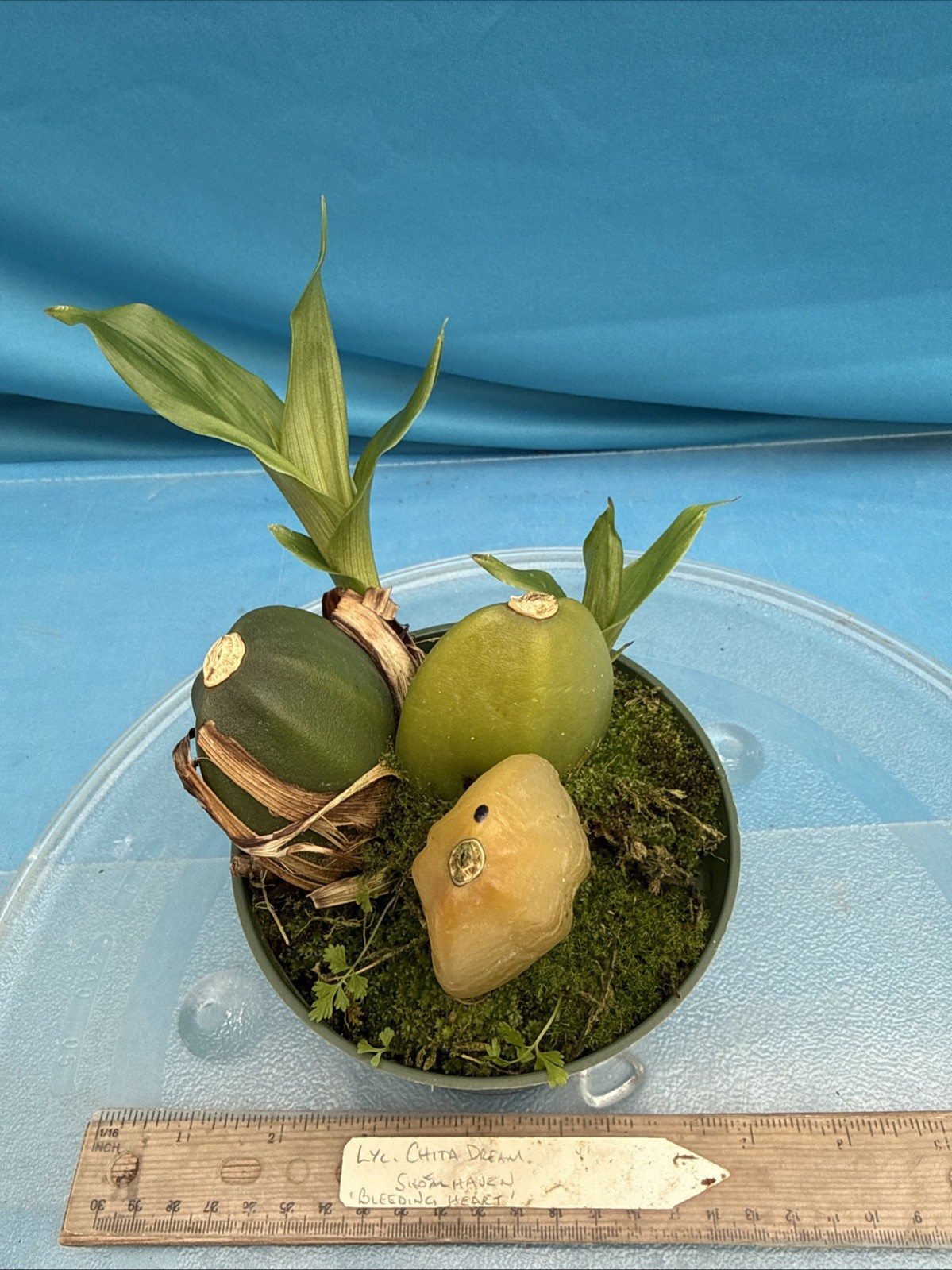 Lycaste Chita Dream x Shoalheaven ‘Bleeding Heart’ Exact Orchid Hybrid 4” Pot