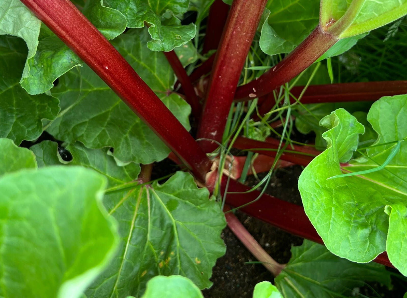 Glaskin’s Perpetual Rhubarb Seeds | Heirloom
