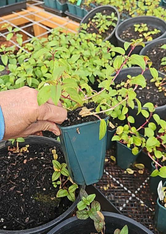 Marinka Fuchsia Starter Live Plant – 2-5″ Tall – 3″ Pot – Zones 9-11
