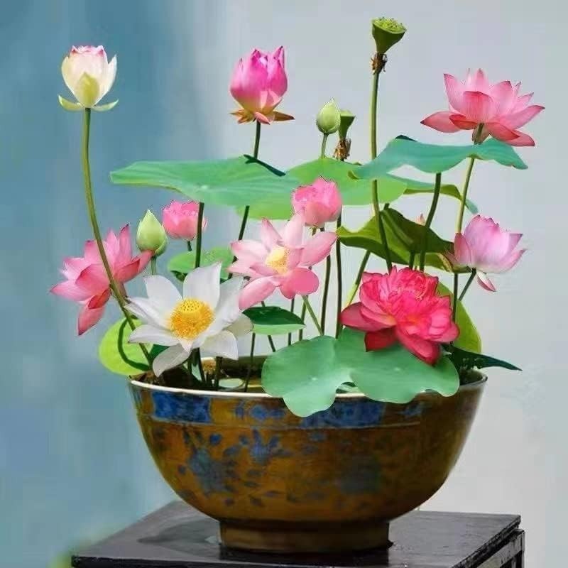10pcs Indoor/Outdoor Lotus Seeds – Beautiful Water Lily Plants for Any Space