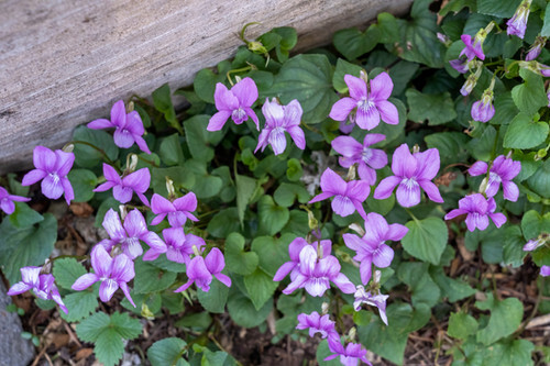 Viola rotundifolia (Blue Garden Violet) Bare-root/Bulbs