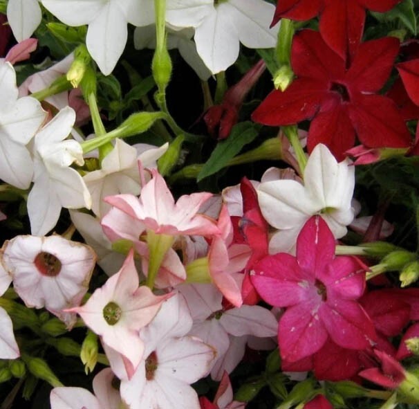 Tobacco SENSATION Mix (Jasmine) Fragrant Flowers Nicotiana USA Non-GMO 500 Seeds