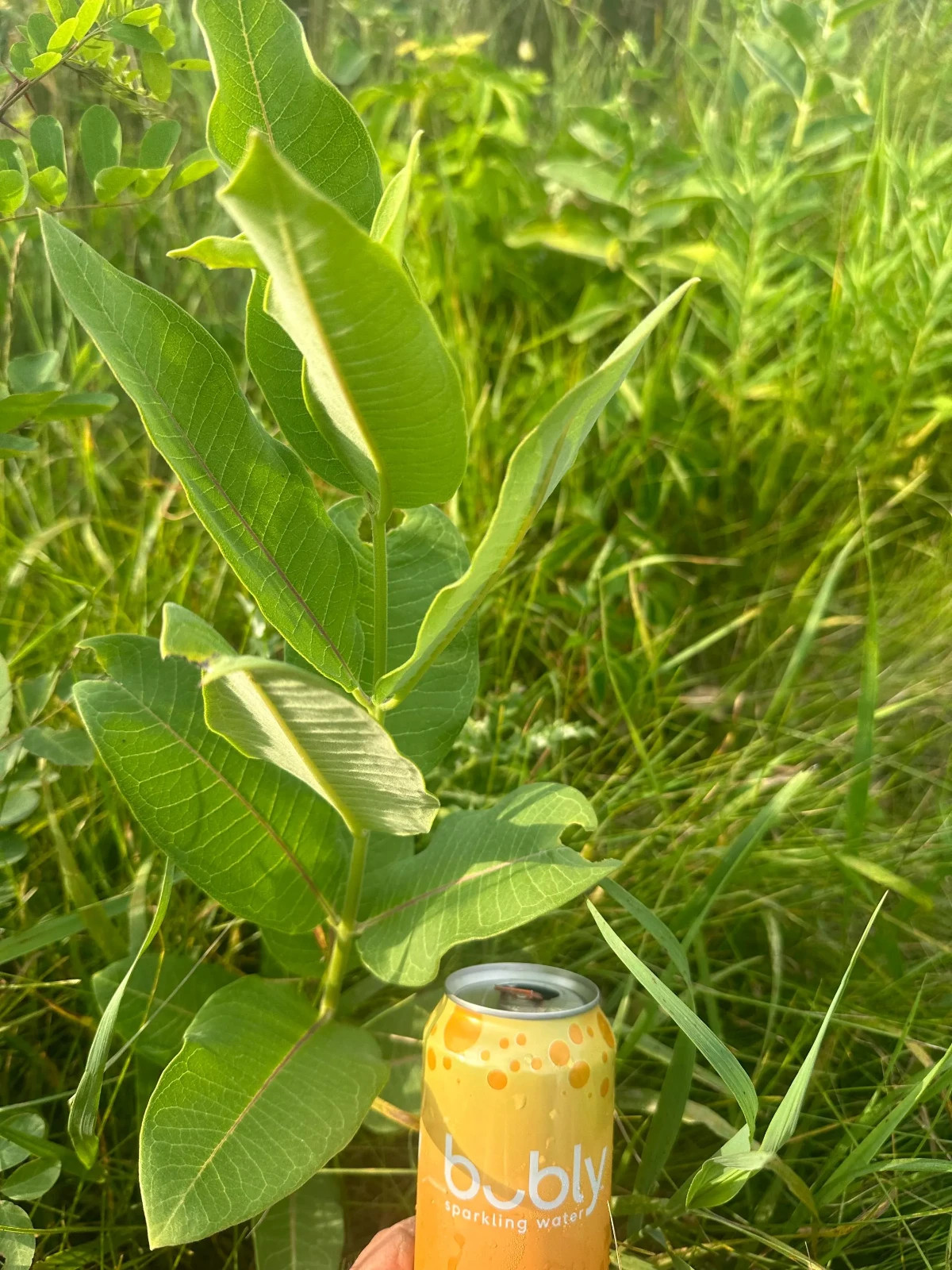 Milk weed leaves- monarch butterfly