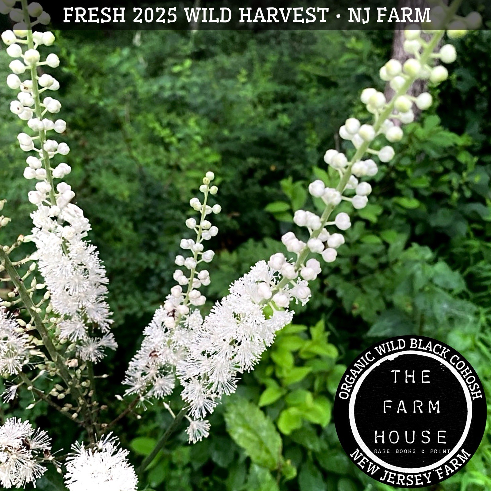 1 oz + ORGANIC WILD WHOLE BLACK COHOSH ROOT DRIED – 2025 HARVEST – NJ FARM