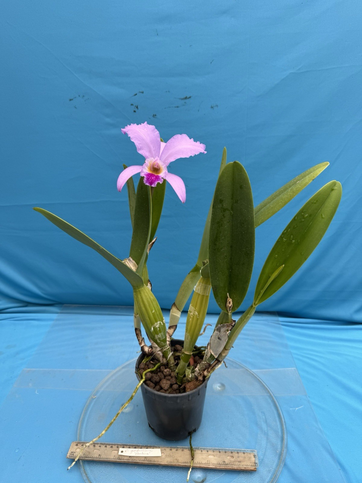 Cattleya gaskelliana ‘Pauline’ Species Orchid Eros 6” Pot Bloom + Two Sheaths
