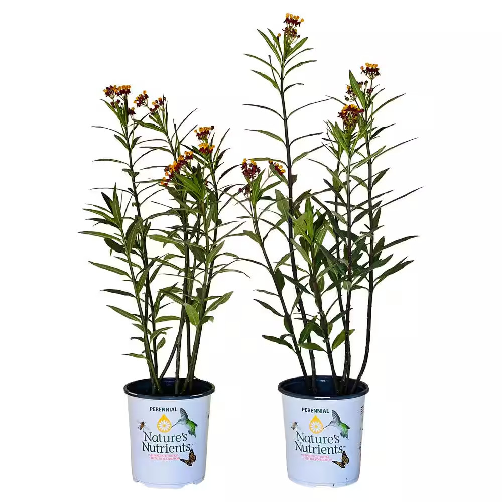 2.5 Qt. Asclepias Butterfly Weed Plant Red Flower in Grower’S Pot (2-Packs)
