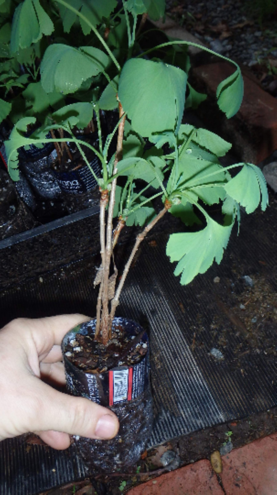 3 Ginkgo Biloba seedlings 1 y.o. plants, oldest tree in the world. Split leaf.
