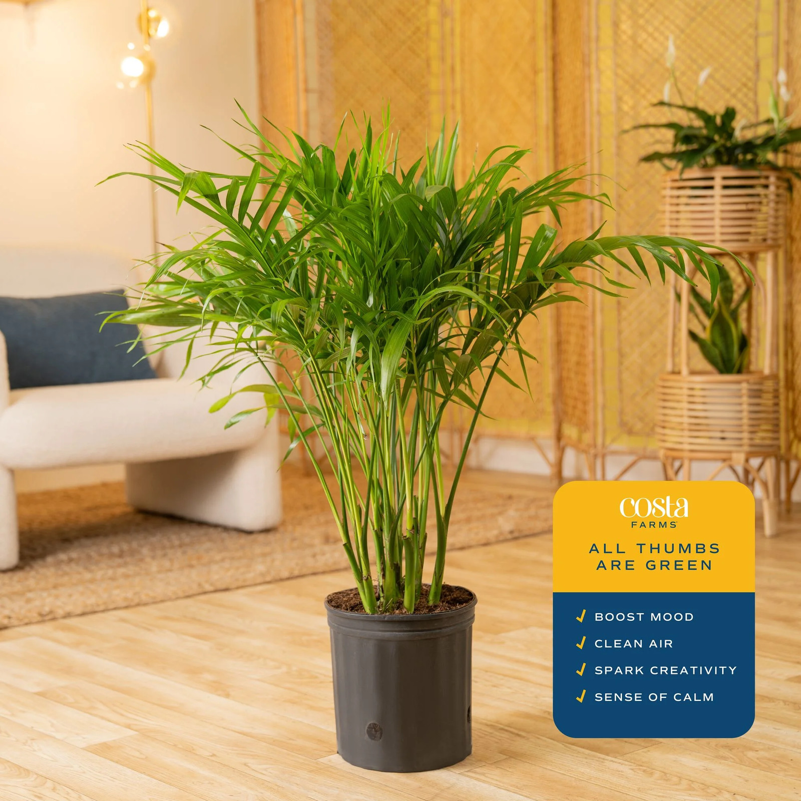 36-48″ Tall Cat Palm, Bright Indirect Sunlight, Indoor Live House Plants in Nurs