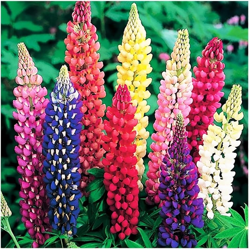 Gorgeous Mixed Russell Lupine Seeds – Grows 36-48″ Tall, Attracts Pollinators