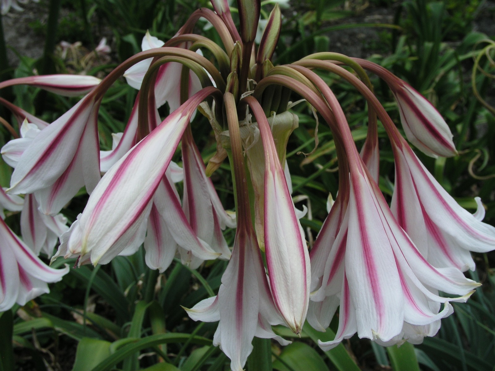 Crinum Lily, Herbertii ‘Gulf Pride’, medium-size bulb, NEW, best one