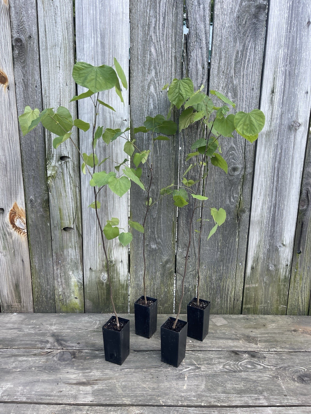 Red Bud trees (4pack) 2-3 yrs old (Cercis Canadensis) 28”-32” READY TO PLANT!