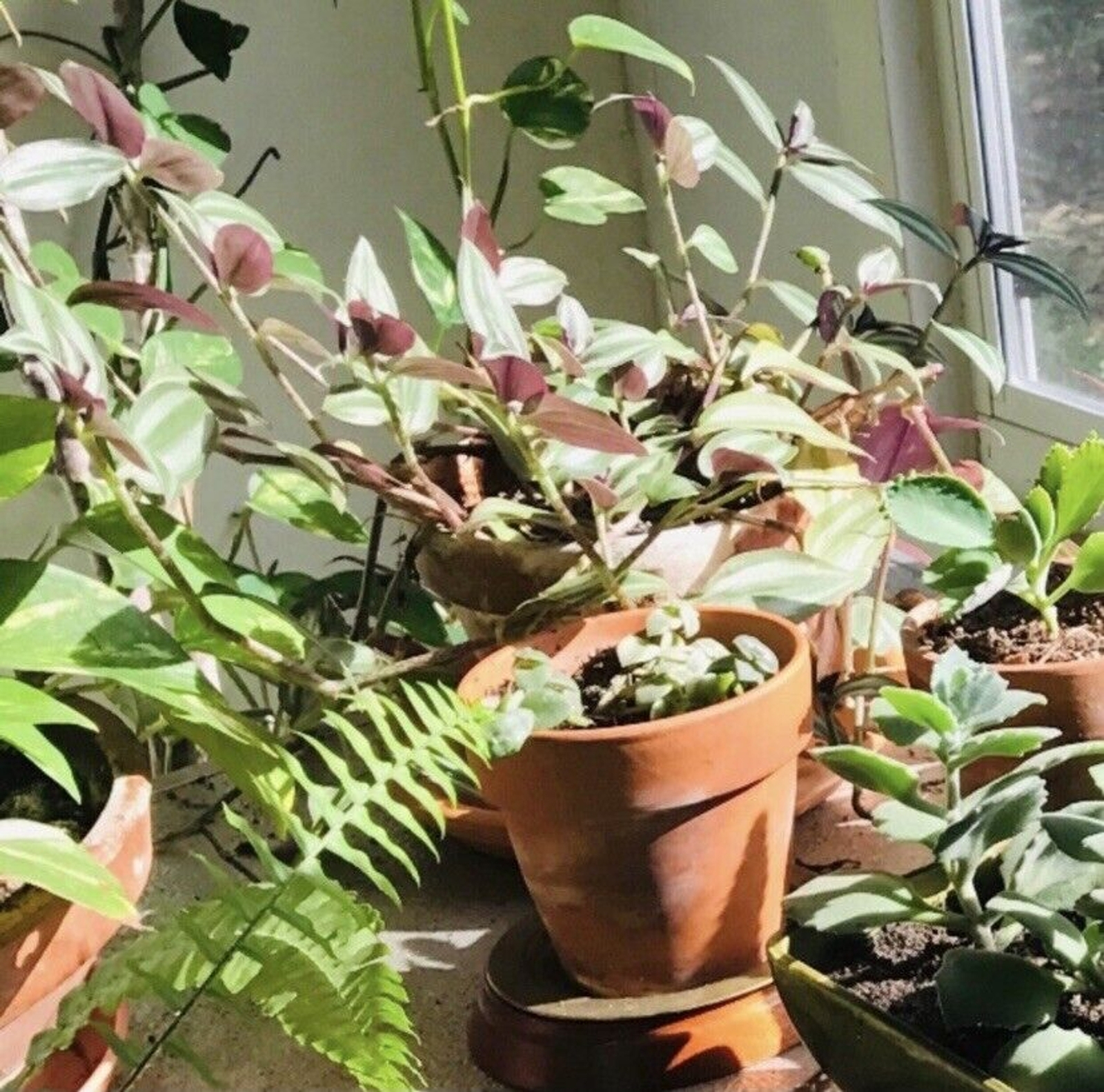 10 Wandering Jew UNROOTED Cuttings Tradescantia Zebrina Cuttings Purple Silver