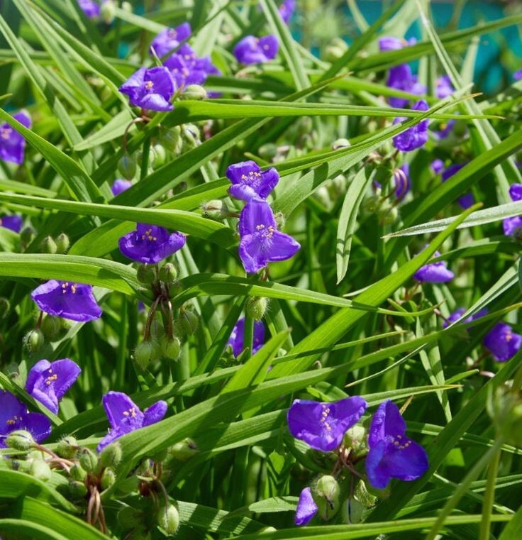 Spiderwort (Tradescantia virginiana) | Bare-root