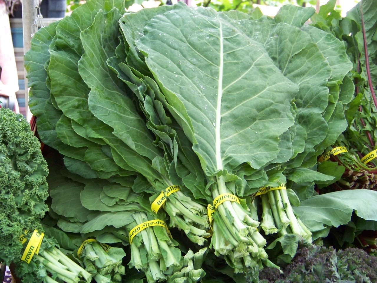 collards, GEORGIA COLLARD salad greens 360 seeds! GroCo BUY ANY 10 – SHIPS FREE