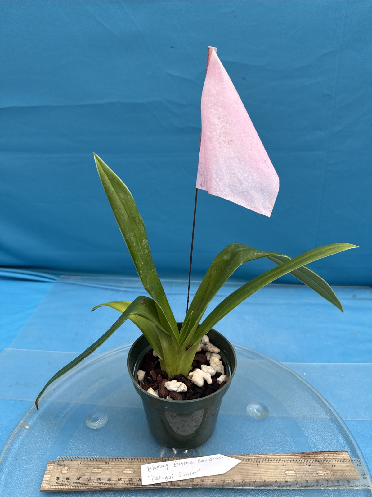 Phragmipedium Eugene Banzinger ‘Pangui Sunset’ Red Pink Orchid Hybrid 4” RePot
