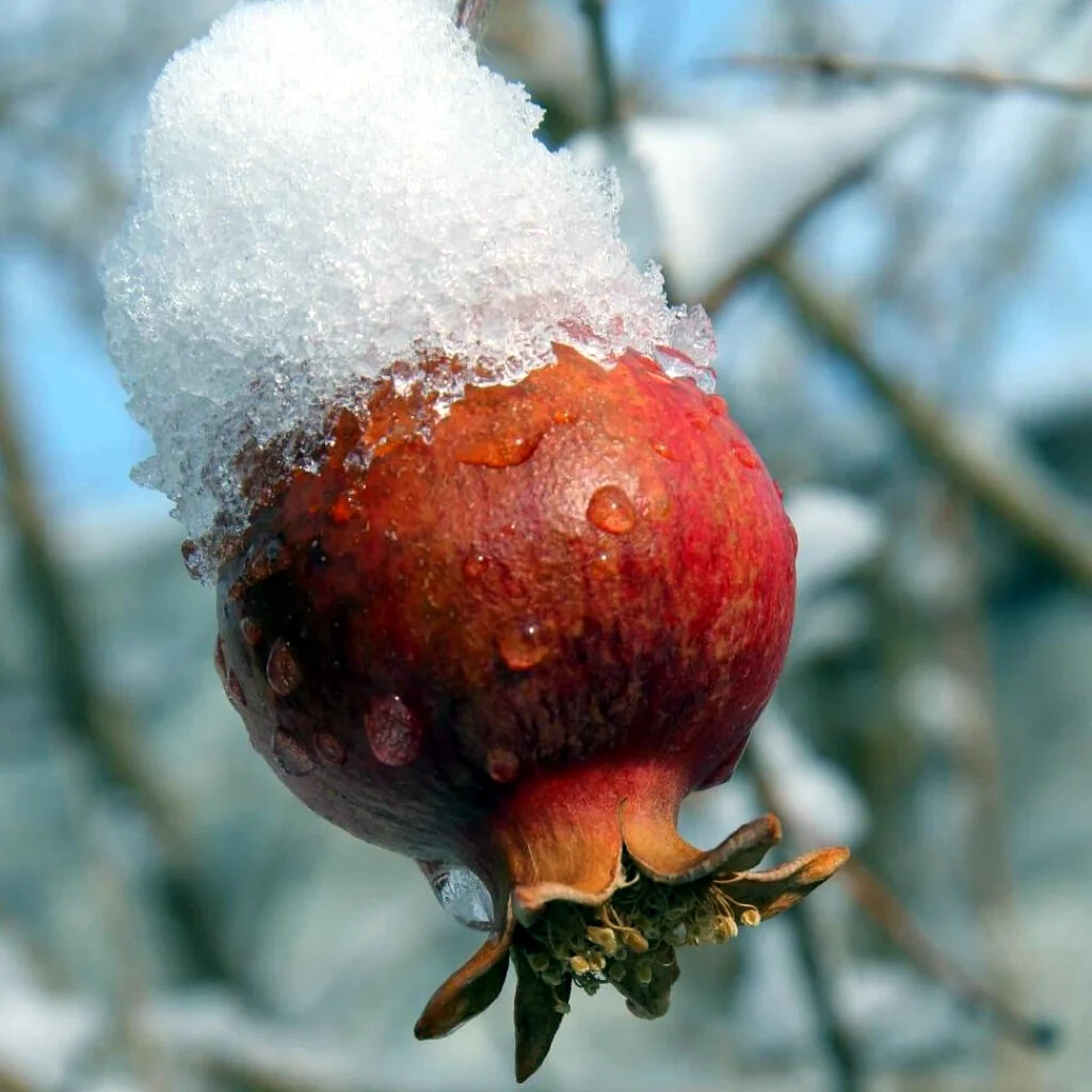 Pomegranate Tree Seeds (Punica granatum) “Apple of Granata Fruit” Shrub NON GMO