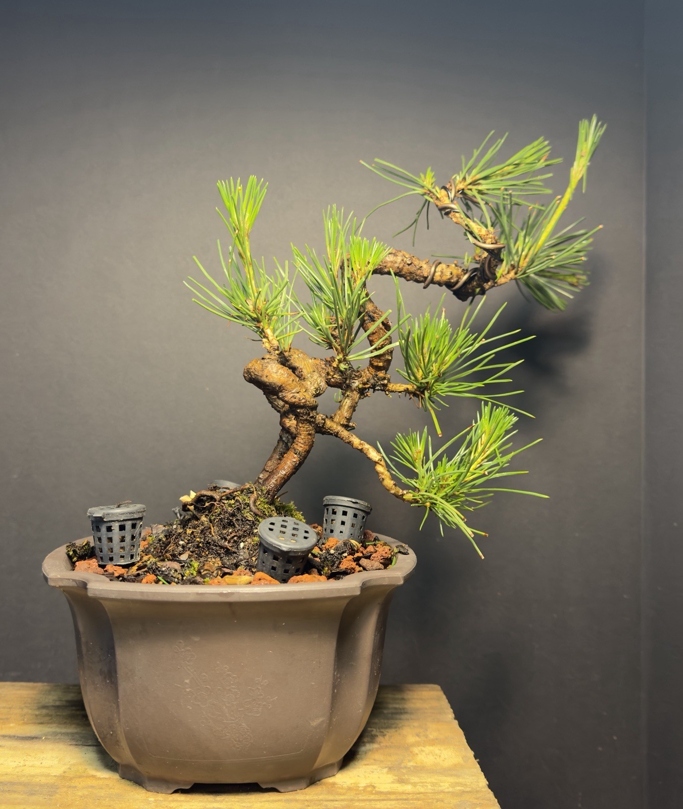Bonsai Tree Japanese Black Pine Trained “Dragon” Style 11” Tall Plastic Grow Pot