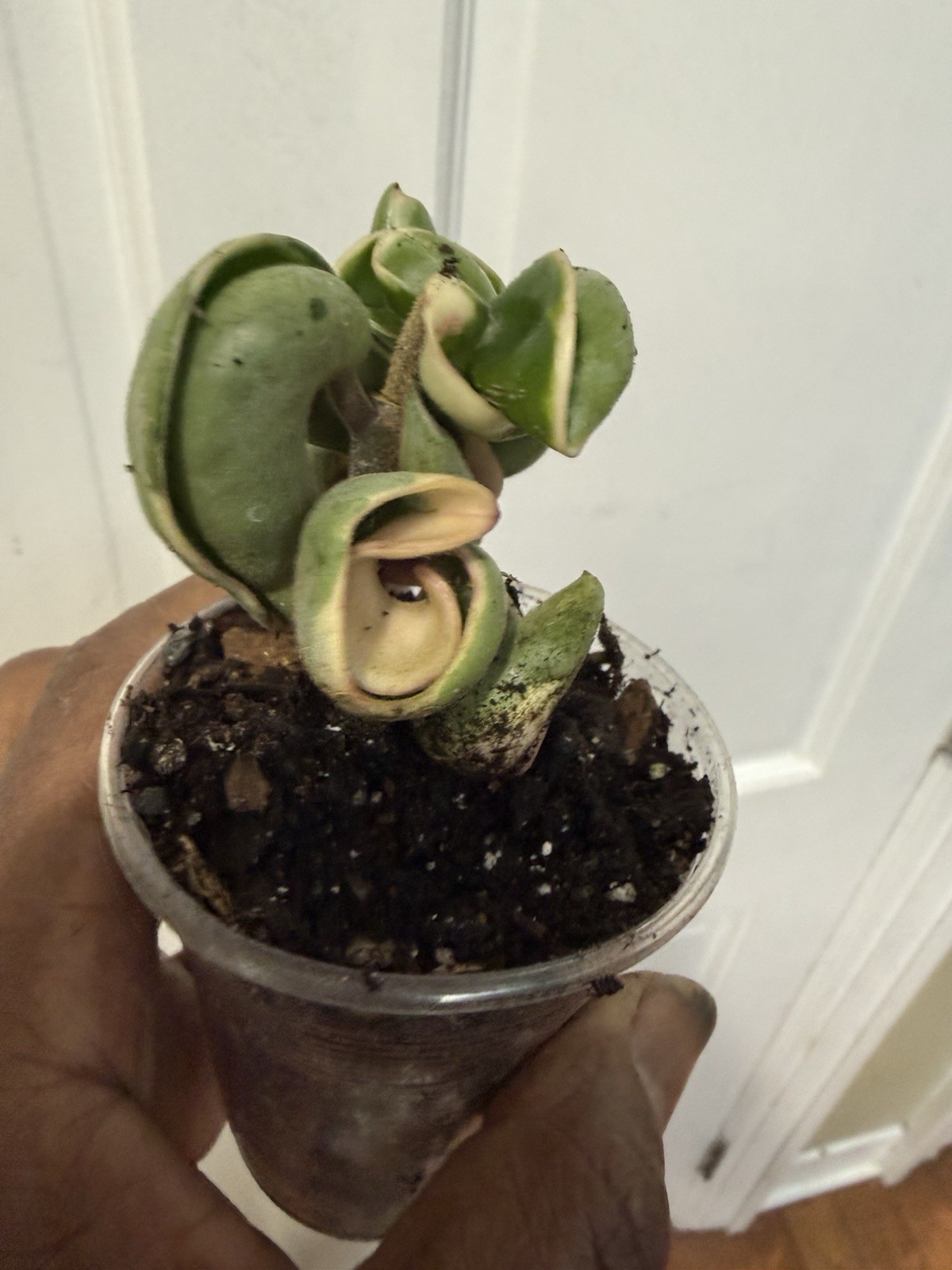 hoya hindu rope variegated Plant