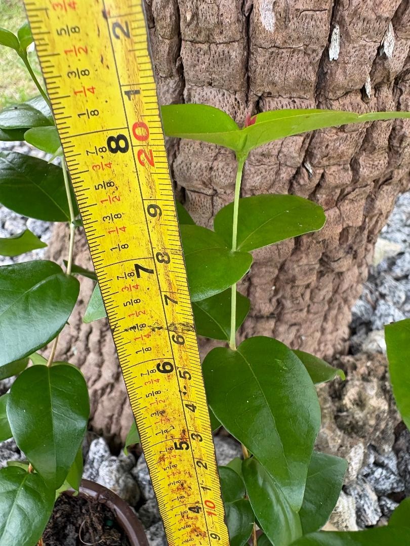2 MO DOUBLE SURINAM BLACK CHERRY (EUGENIA UNIFLORA/LOLITA CULTIVAR) NOT GRAFTED
