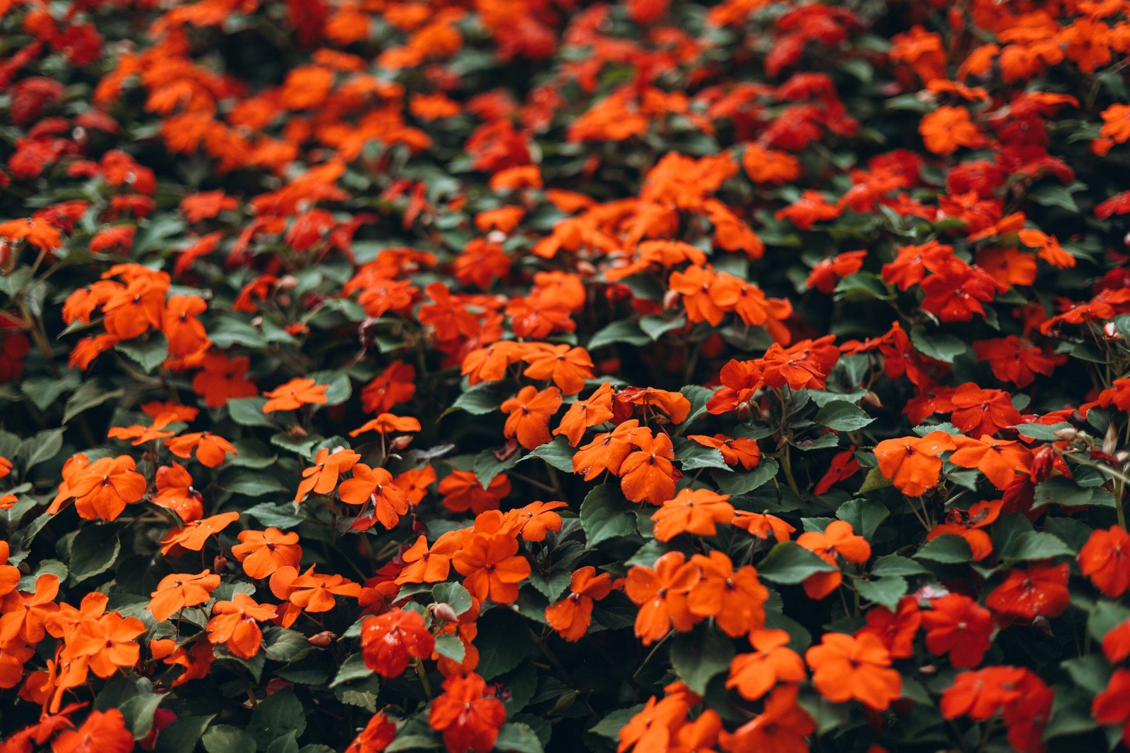 50 DWARF ORANGE IMPATIENS Walleriana Sun or Full Shade Flower Seeds *Flat Ship