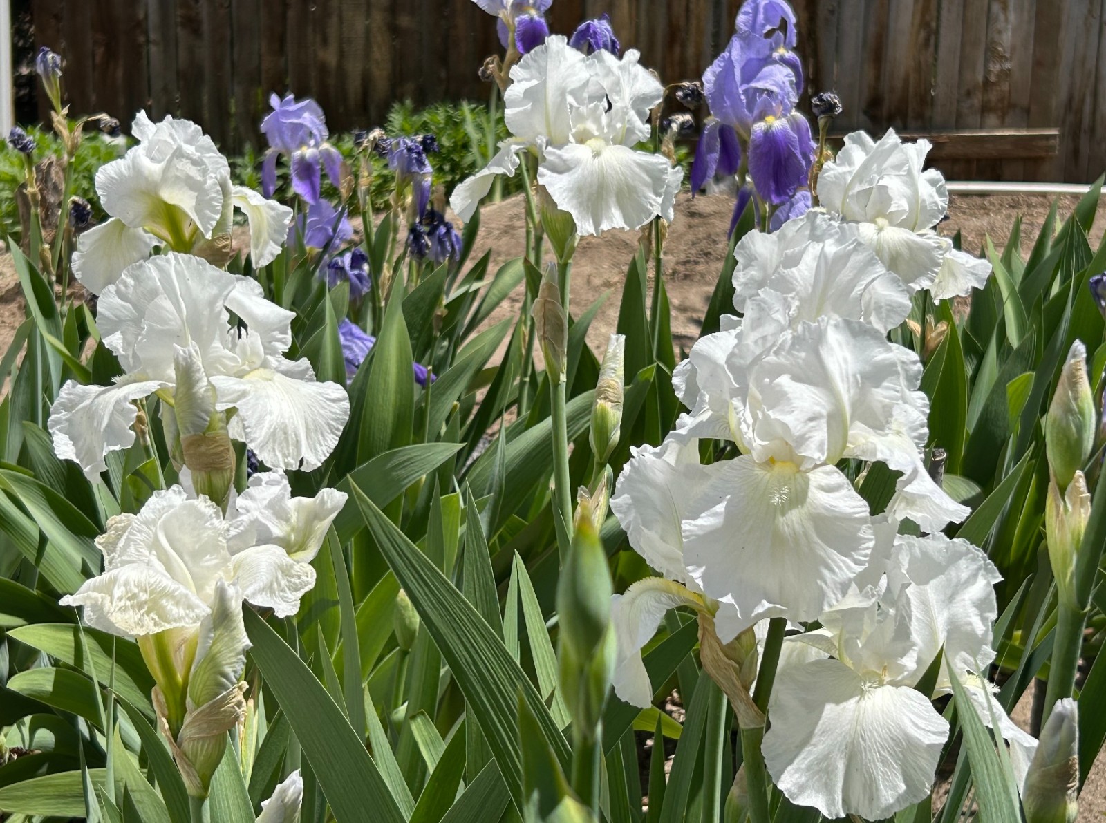 ‘Immortality’ iris rhizome + gift, combined shipping $1 each additional