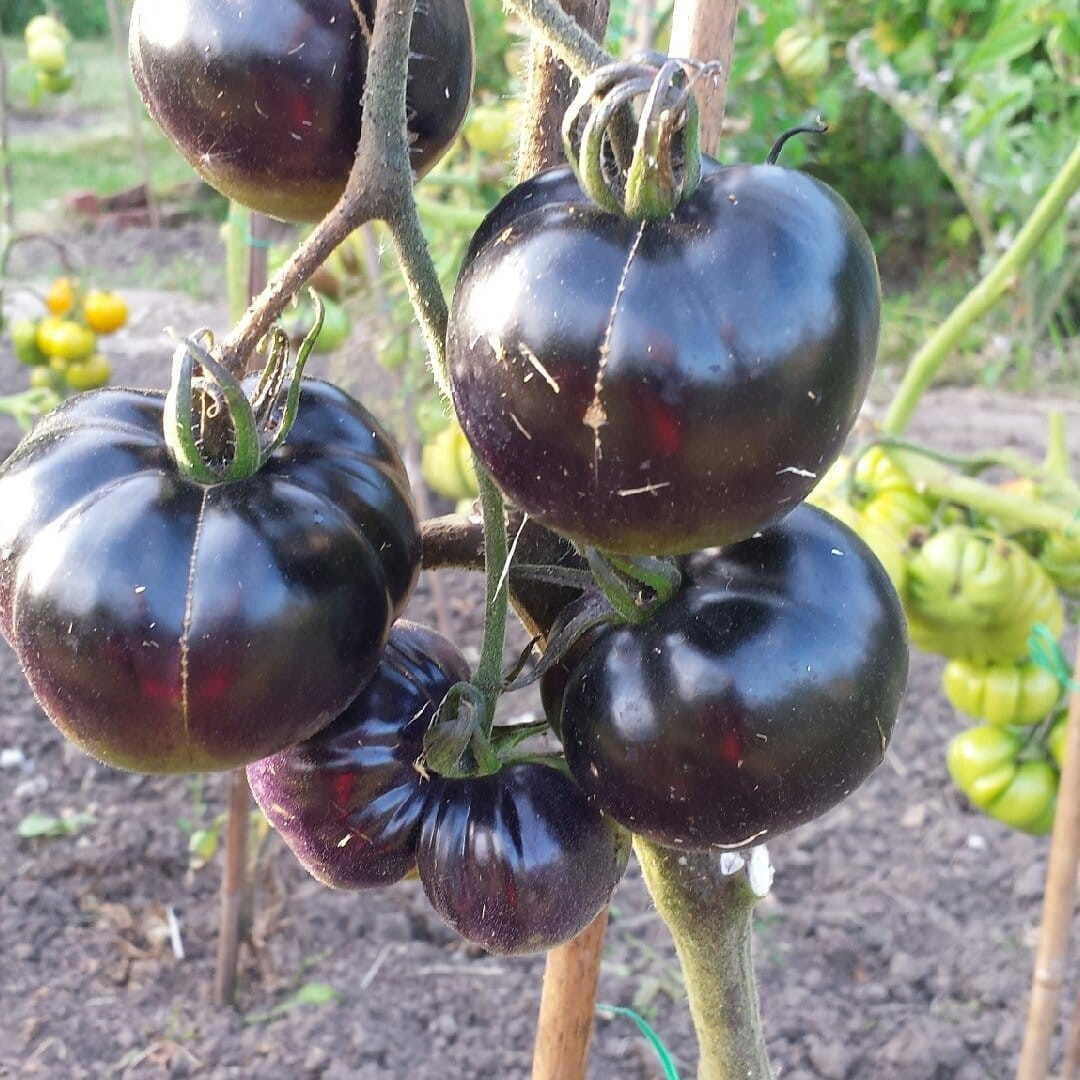 240+ BLACK RUSSIAN TOMATO SEEDS — ORGANIC — HEIRLOOM — ORGANIC — NON GMO