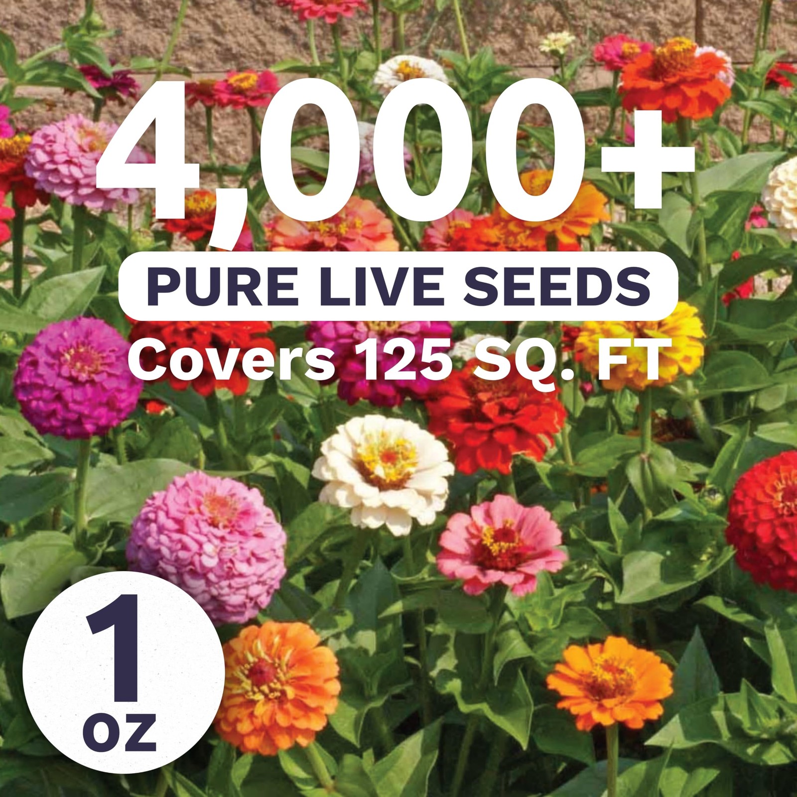 Zinnia Flower Seeds Mix – 4,000 Seeds for Planting – 1 Ounce Packet