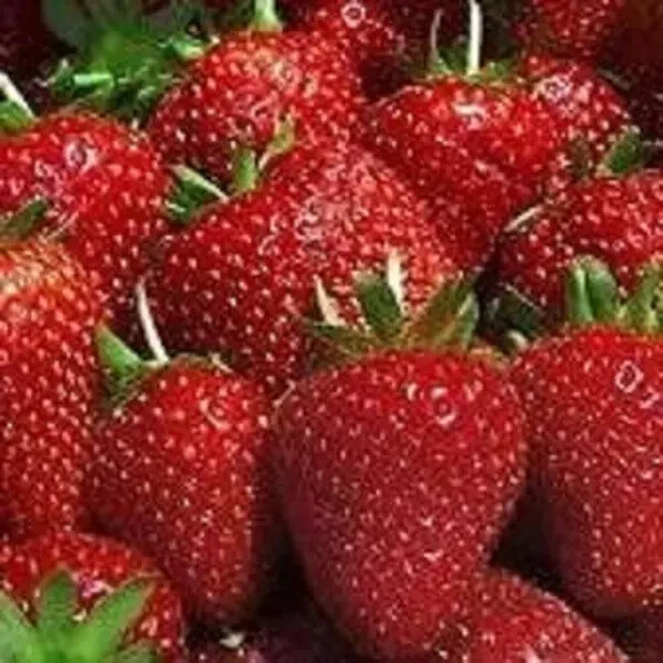 25 Ever Sweet Strawberry Plants – We Use Organic Soil and Organic Amendments !