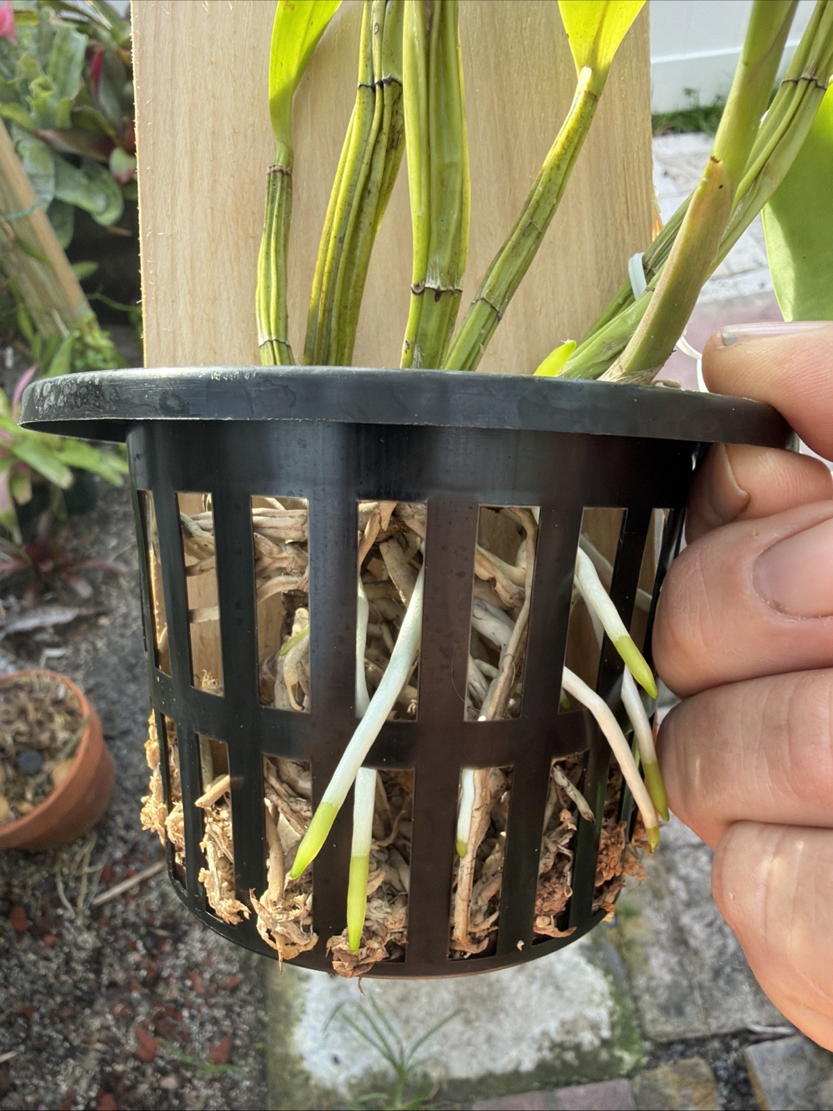 Myrmecocattleya Luster ‘Gazelle’ Schomburgkia Orchid Plant Bare Root