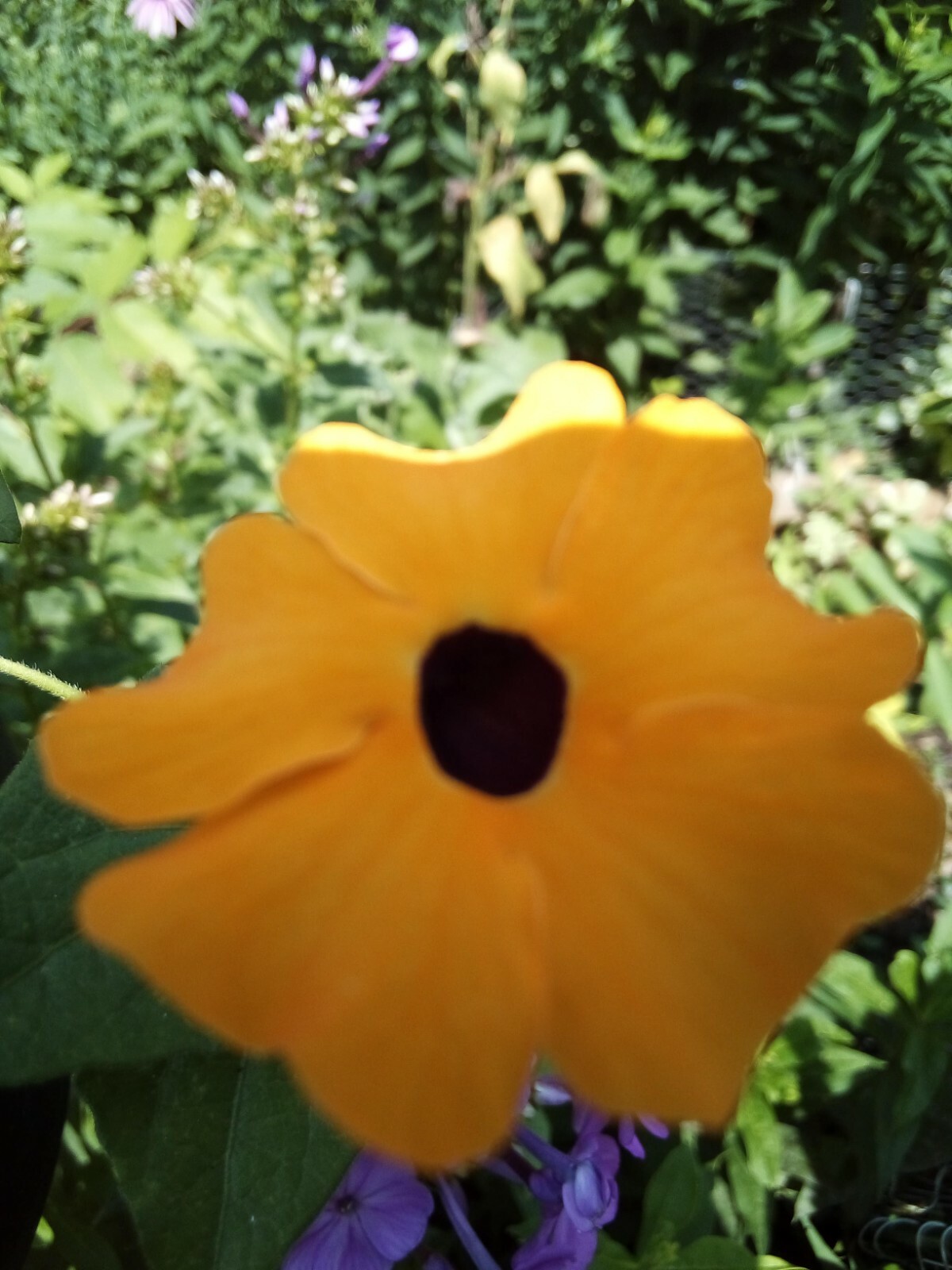 20 SEEDS BLACK EYED SUSAN VINE THUNBERGIA ALATA