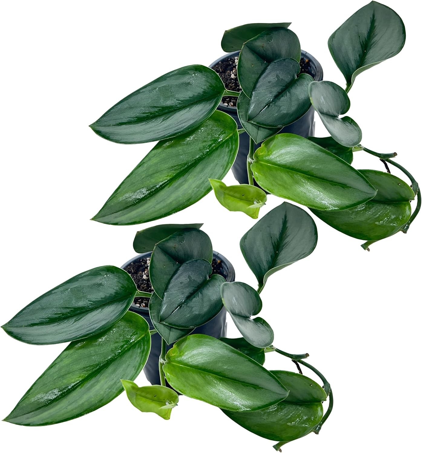 Scindapsus Moonlight (Pack of 2)Velvety Sheen & Silvery-Blue Hues Tropical Plant
